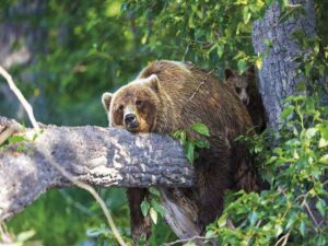 Дневной отдых медведя фото